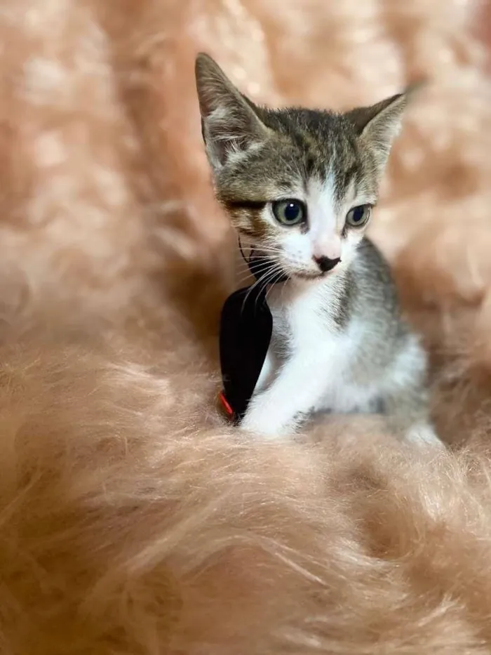 Gato ra a SRD-ViraLata idade 2 a 6 meses nome Bolt