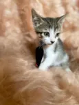 Bolt