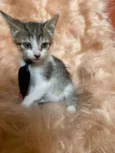 Bolt