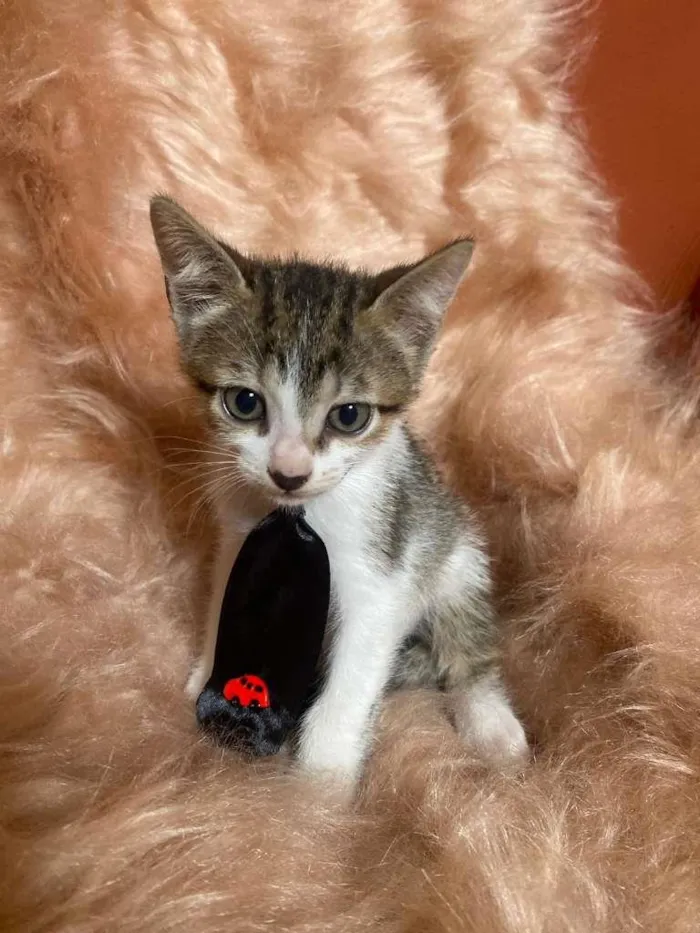 Gato ra a SRD-ViraLata idade 2 a 6 meses nome Bolt