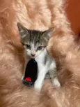 Bolt