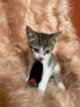 Bolt