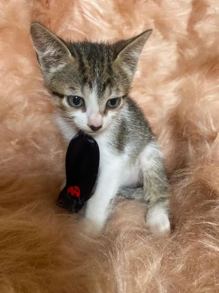 Gato ra a SRD-ViraLata idade 2 a 6 meses nome Bolt