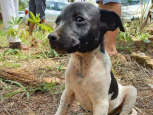 Cachorro raça Fox Paulistinha  idade Abaixo de 2 meses nome Raça fox Paulistinha