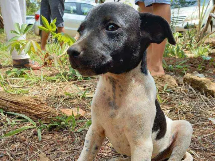 Cachorro ra a Fox Paulistinha  idade Abaixo de 2 meses nome Raça fox Paulistinha