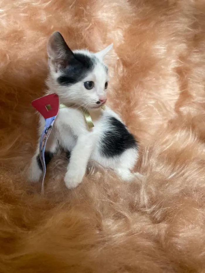 Gato ra a SRD-ViraLata idade 2 a 6 meses nome Inhoque