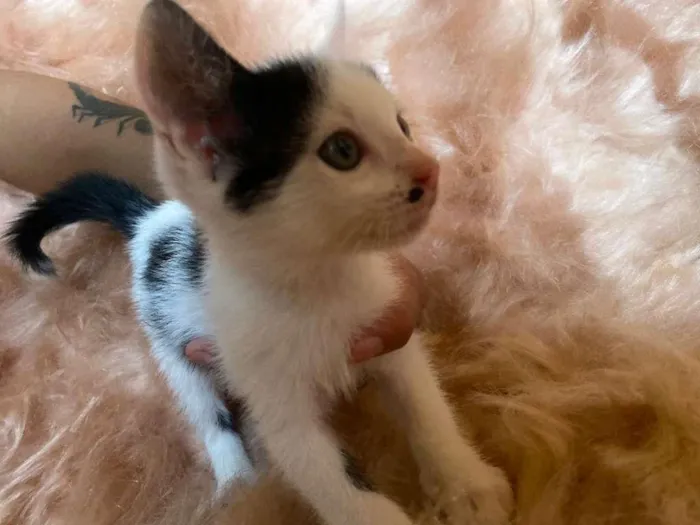 Gato ra a SRD-ViraLata idade 2 a 6 meses nome Inhoque