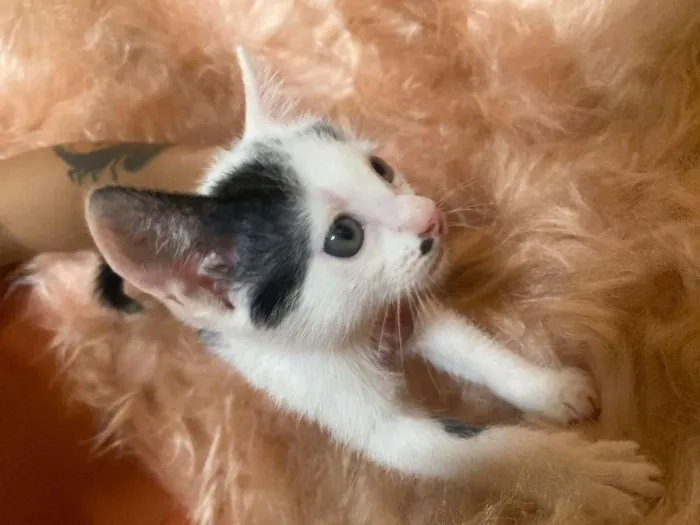 Gato ra a SRD-ViraLata idade 2 a 6 meses nome Inhoque
