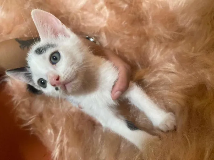 Gato ra a SRD-ViraLata idade 2 a 6 meses nome Inhoque