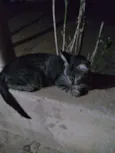 Gata