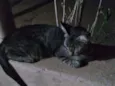 Gata