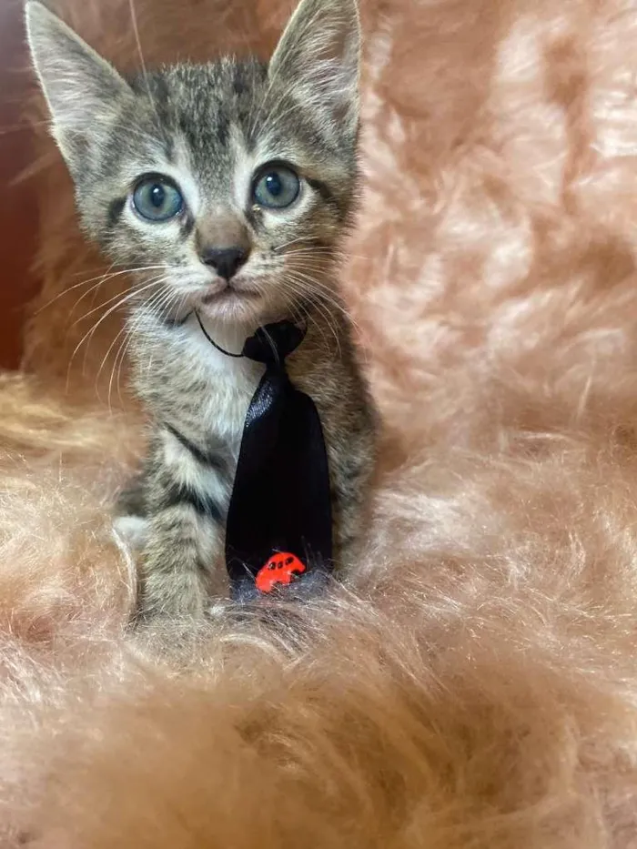 Gato ra a SRD-ViraLata idade 2 a 6 meses nome Zorro
