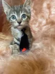 Zorro