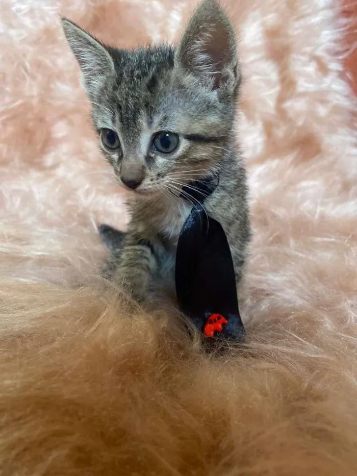 Gato ra a SRD-ViraLata idade 2 a 6 meses nome Zorro