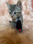 Zorro