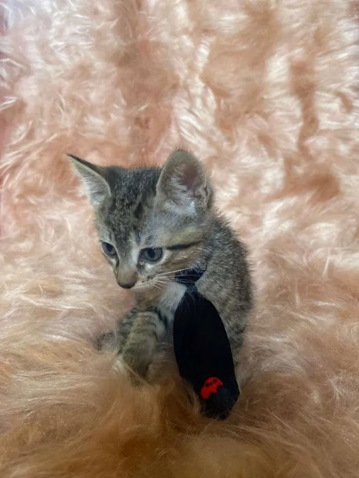 Gato ra a SRD-ViraLata idade 2 a 6 meses nome Zorro