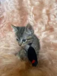 Zorro