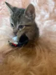 Zorro