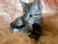 Zorro