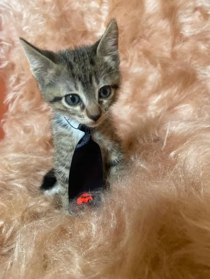 Gato ra a SRD-ViraLata idade 2 a 6 meses nome Zorro