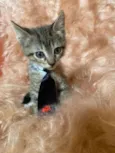 Zorro