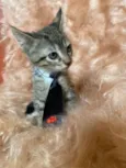 Zorro