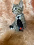 Zorro