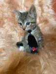 Zorro