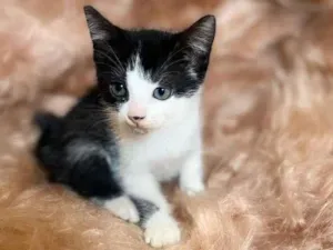 Gato raça SRD-ViraLata idade 2 a 6 meses nome Pipoca