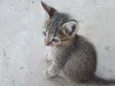 Gato
