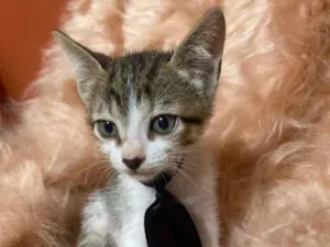 Gato raça SRD-ViraLata idade 2 a 6 meses nome Bolt