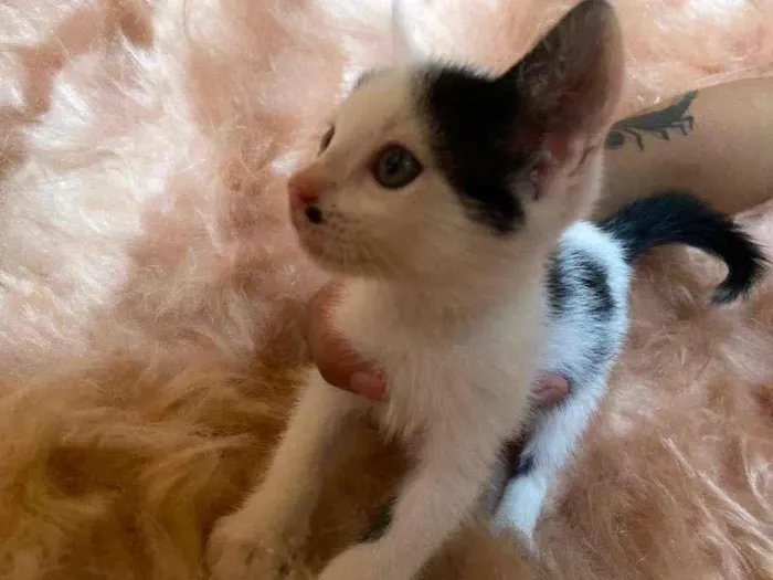 Gato ra a SRD-ViraLata idade 2 a 6 meses nome Inhoque