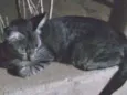 Gata