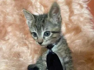 Gato raça SRD-ViraLata idade 2 a 6 meses nome Zorro
