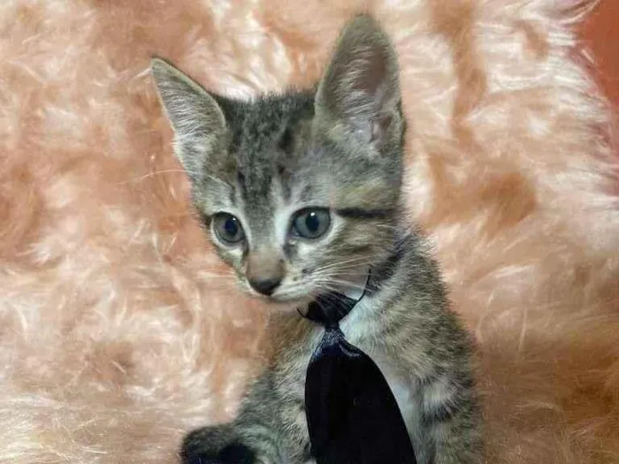 Gato ra a SRD-ViraLata idade 2 a 6 meses nome Zorro