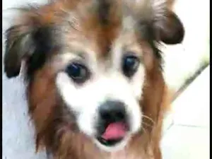 Cachorro raça  idade 6 ou mais anos nome Hugo 