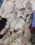 Lili