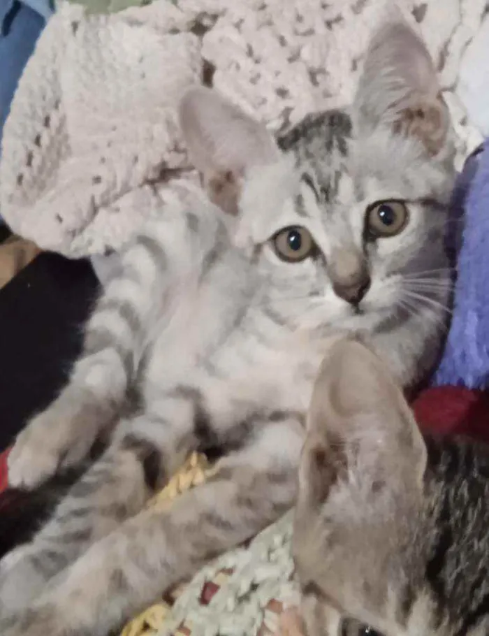 Gato ra a SRD idade 2 a 6 meses nome Lili