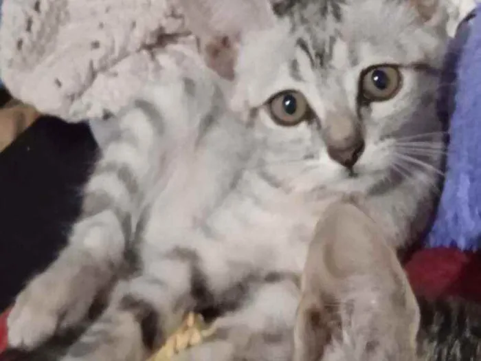 Gato ra a SRD idade 2 a 6 meses nome Lili