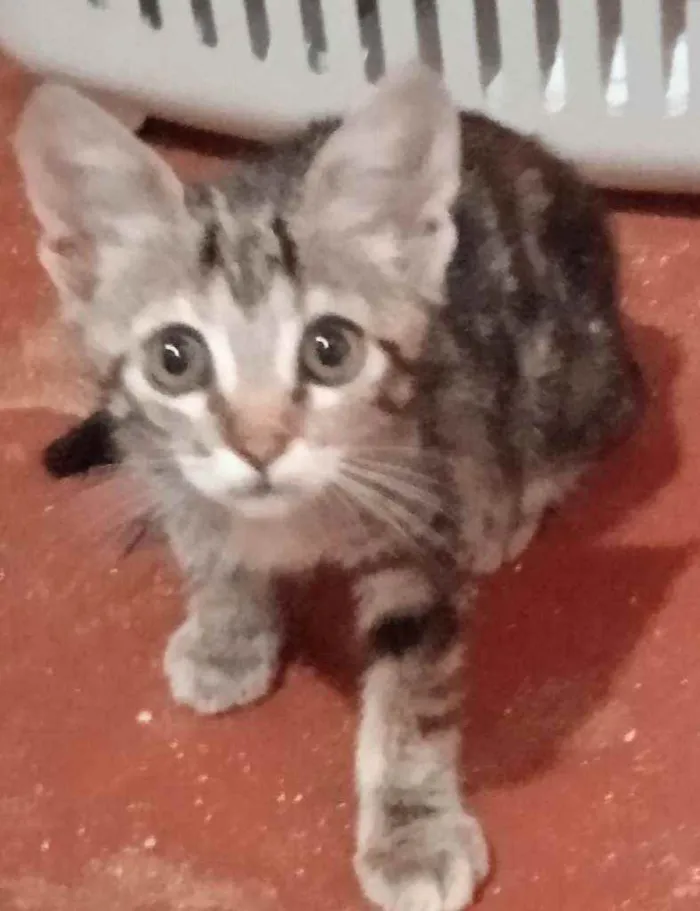 Gato ra a Srd idade 2 a 6 meses nome Luizinho