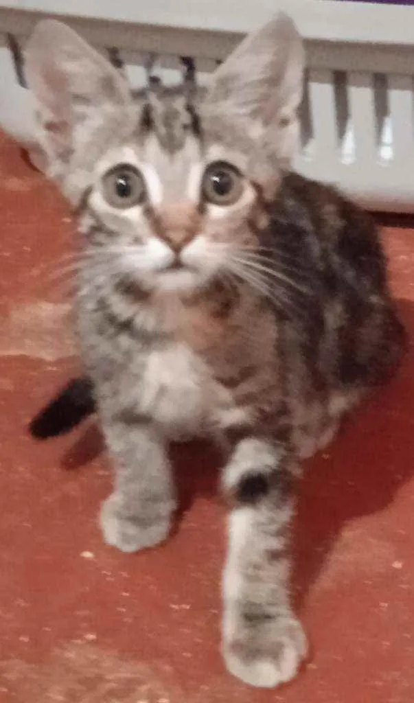 Gato ra a Srd idade 2 a 6 meses nome Luizinho