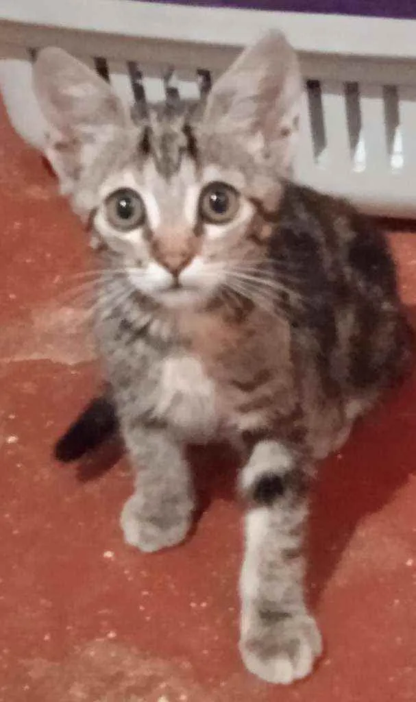 Gato ra a Srd idade 2 a 6 meses nome Luizinho