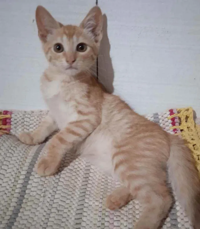 Gato ra a Srd idade 2 a 6 meses nome Cheches
