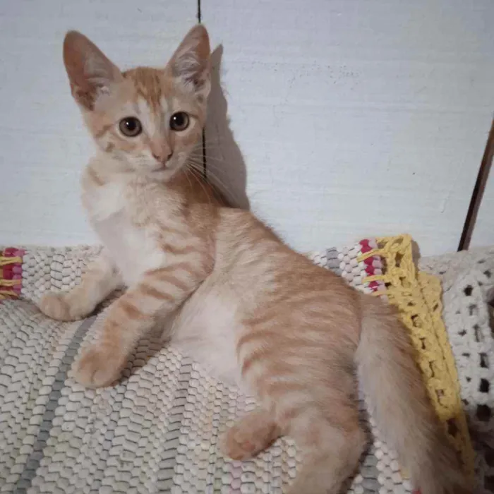 Gato ra a Srd idade 2 a 6 meses nome Cheches