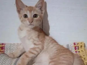 Gato raça Srd idade 2 a 6 meses nome Cheches