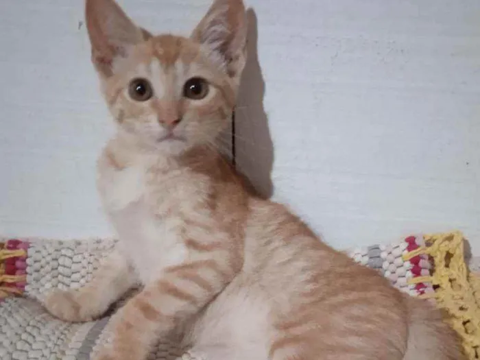 Gato ra a Srd idade 2 a 6 meses nome Cheches