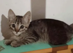 Gato raça Srd idade 2 a 6 meses nome José 