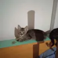 José 