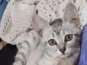 Gato raça SRD idade 2 a 6 meses nome Lili