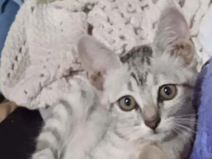 Gato ra a SRD idade 2 a 6 meses nome Lili